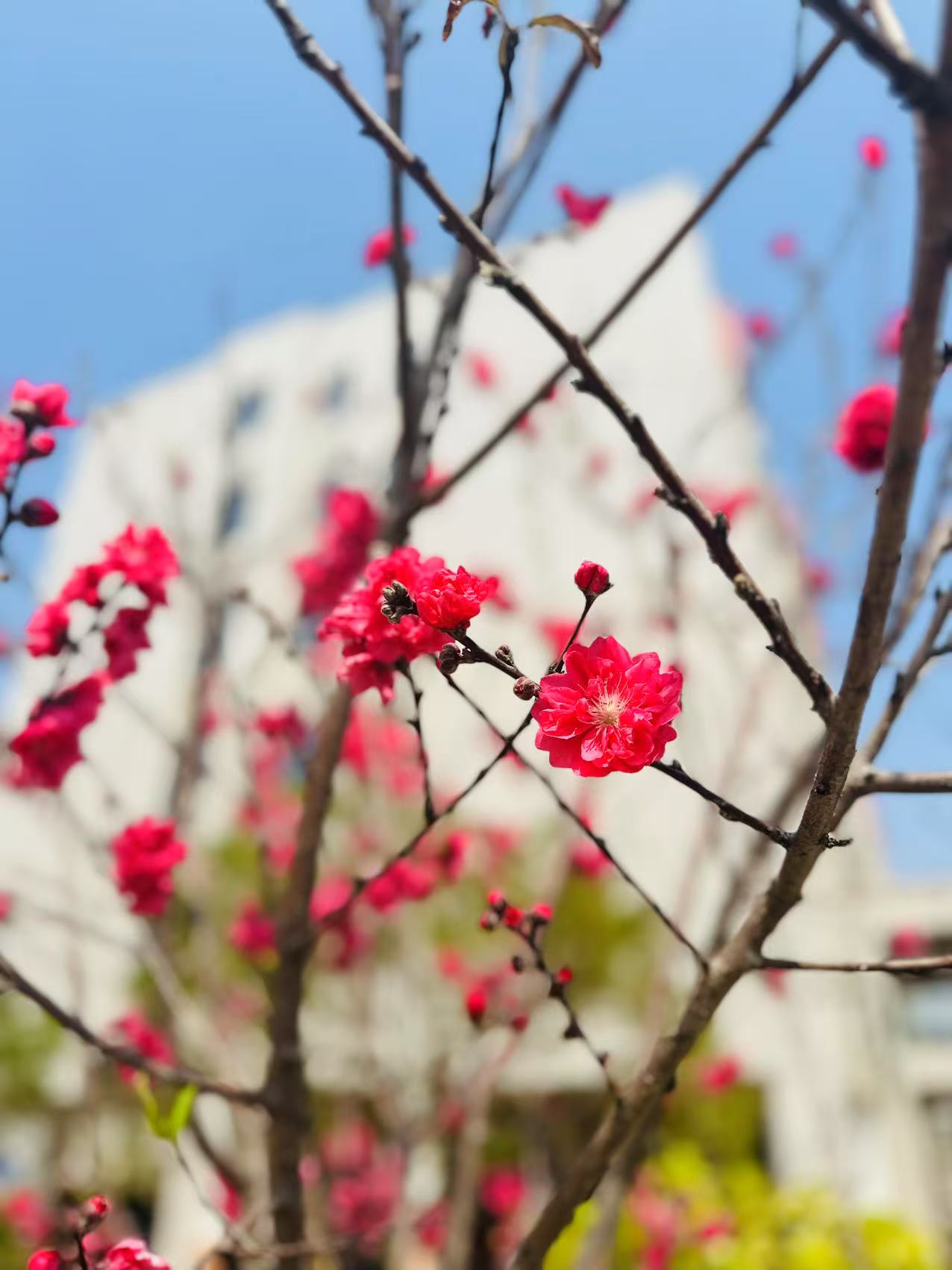 东方心今期马报彩图